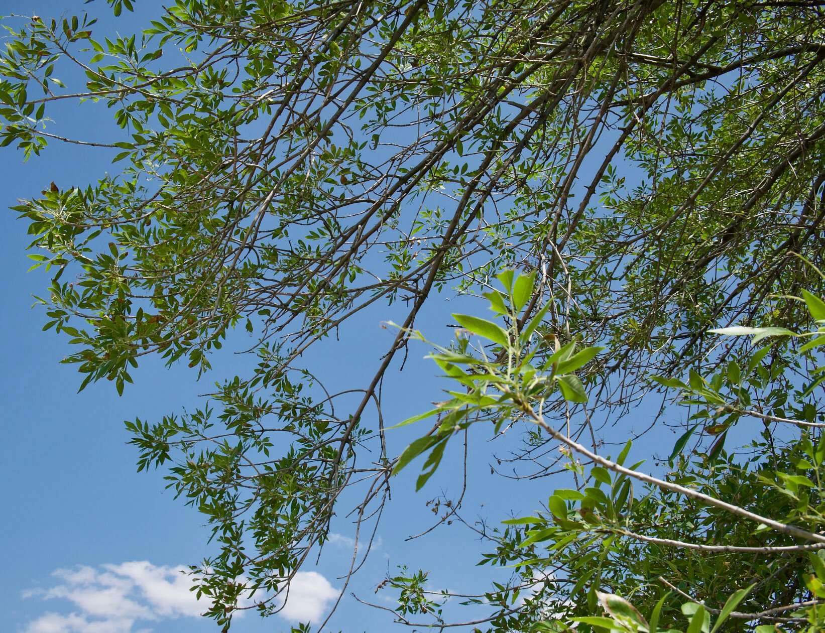 Arizona ash leaves